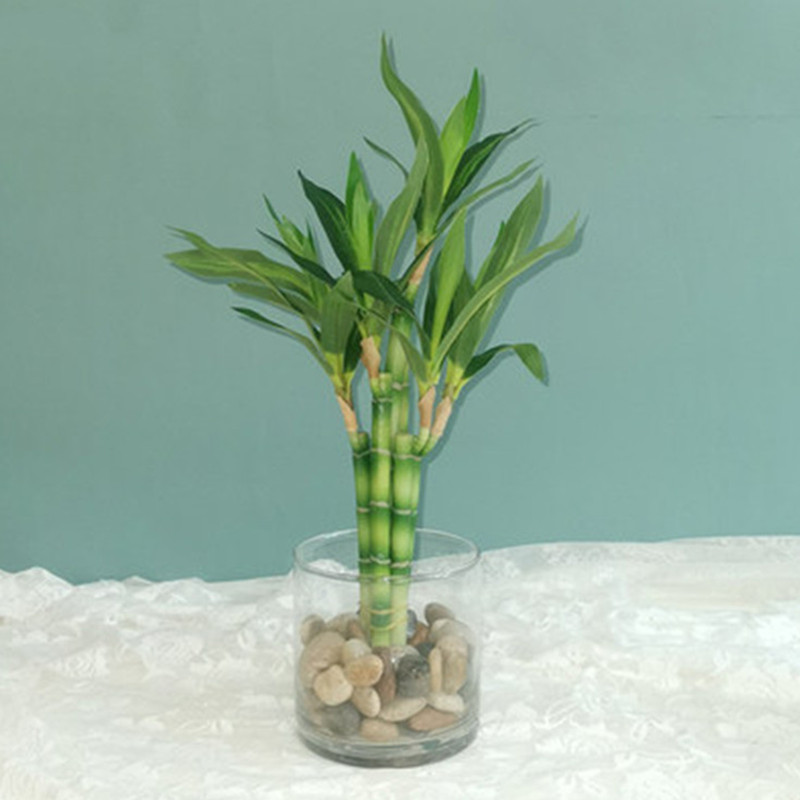 New 40cm Artificial Lucky Bamb - Succulent Set review and price