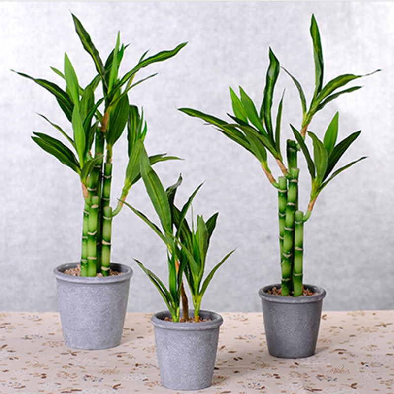 New 40cm Artificial Lucky Bamb - Succulent Set review and price