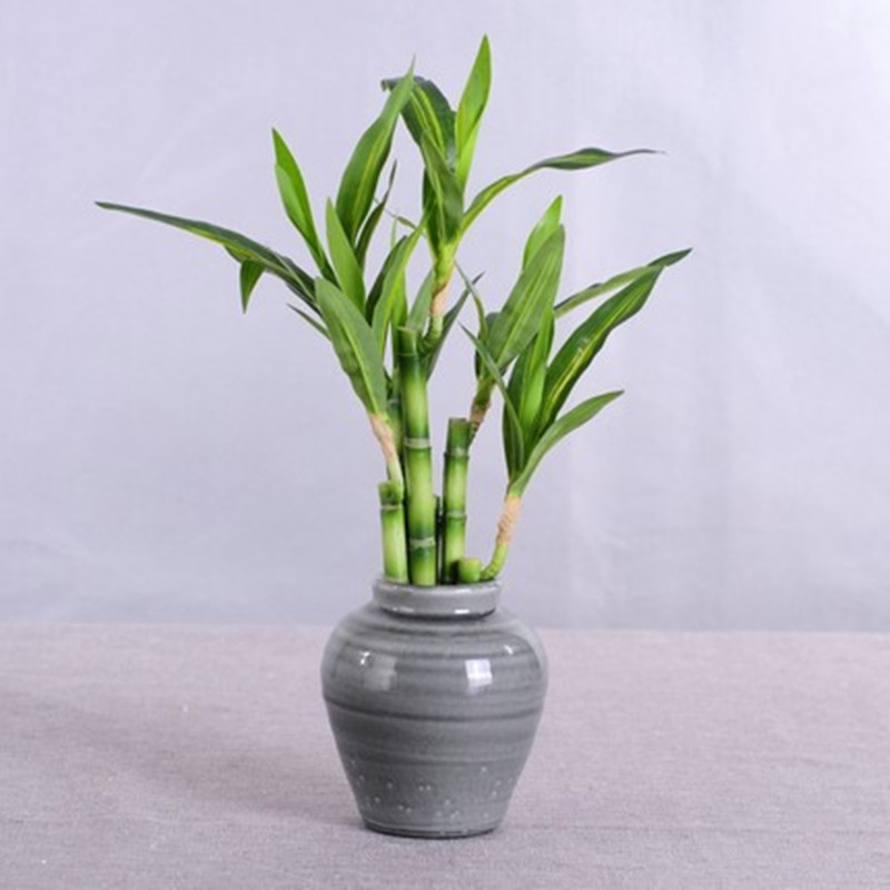 New 40cm Artificial Lucky Bamb - Succulent Set review and price