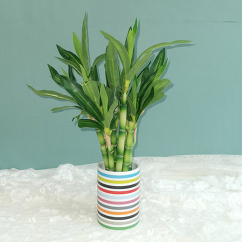 New 40cm Artificial Lucky Bamb - Succulent Set review and price