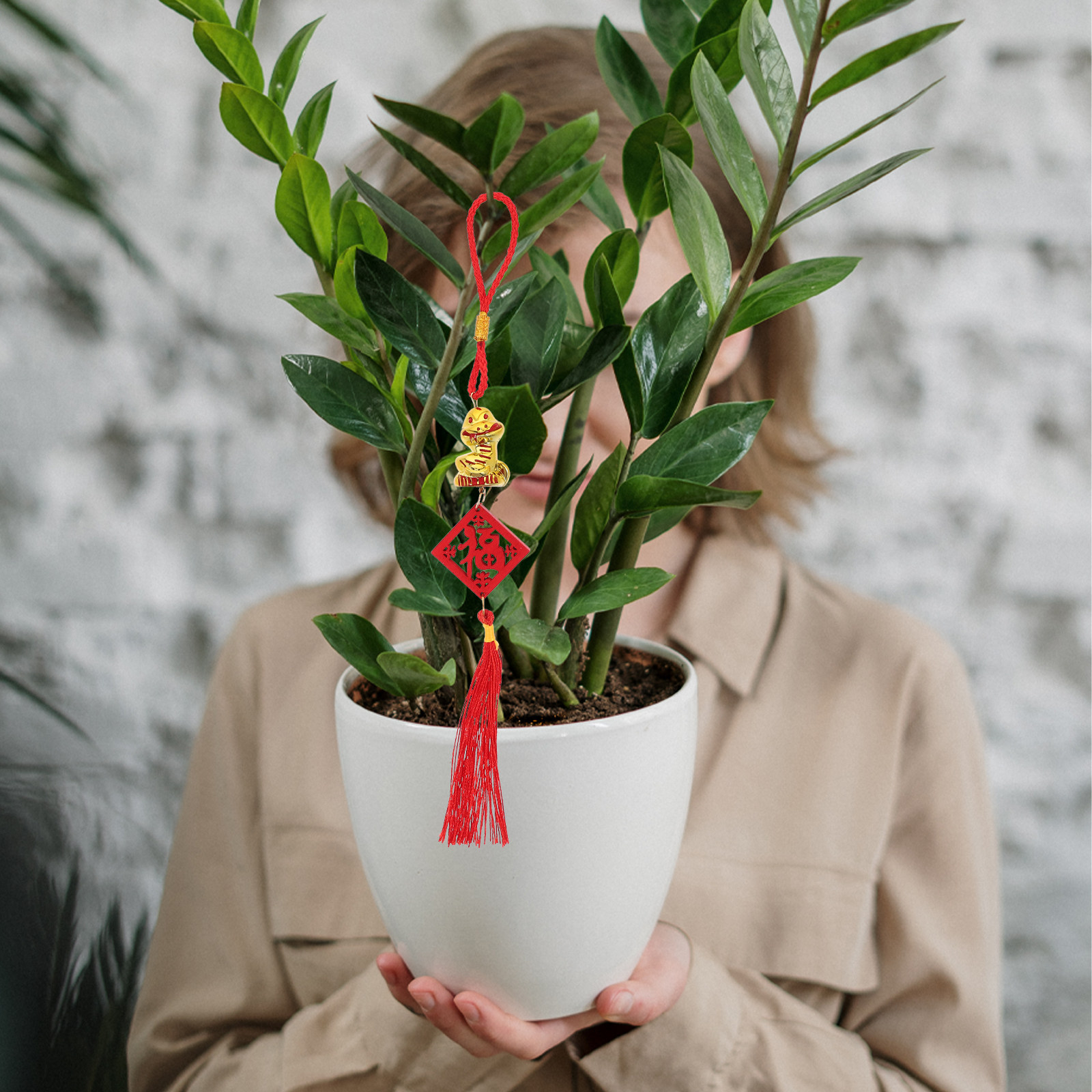 5Pcs Year of The Snake 2025 Wo - Snake Plant review and price