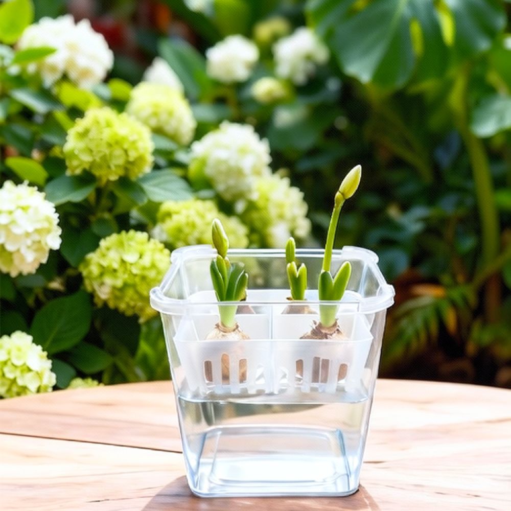 Hydroponic Vase For Tulip Lily - Indoor Plants review and price