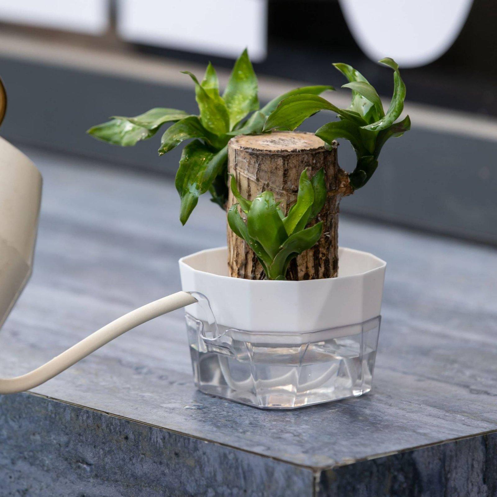 Hydroponic Vase Two Layer Self - Indoor Plants review and price