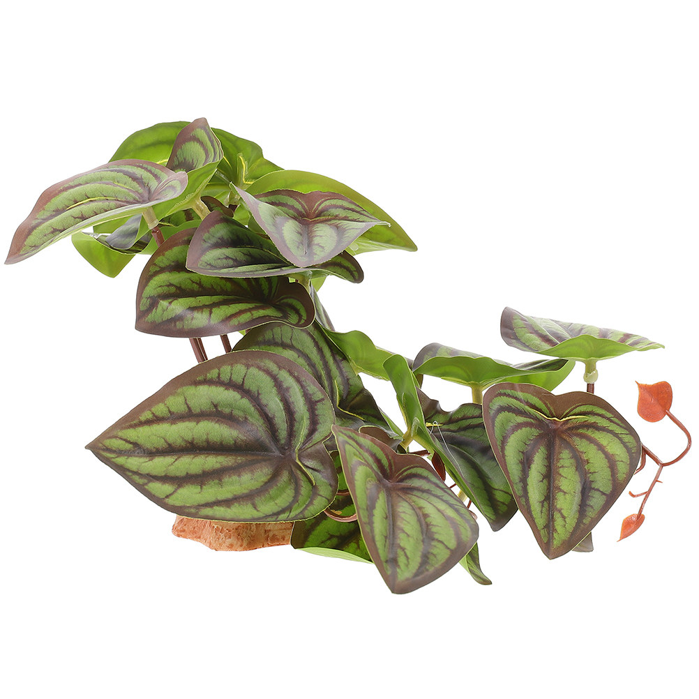 High Quality Simulation Terrar - Snake Plant review and price
