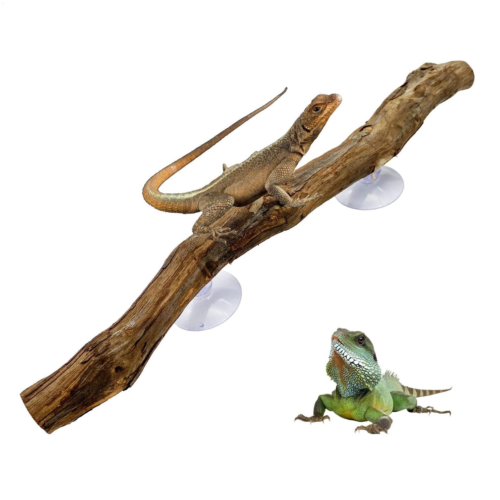 Reptile Climbing Corner Stick  - Snake Plant review and price